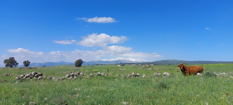 קובץ:2023-04-14T15 37 42.510245613765.jpg