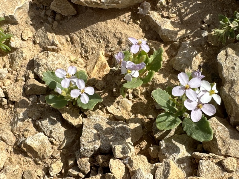 קובץ:2023-04-22T09 13 22.428151520878.jpg