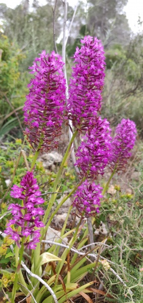 קובץ:2023-04-29T15 02 41.839810375669.jpg