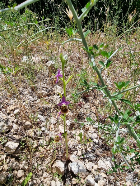 קובץ:2023-05-06T14 35 17.674351966786.jpg