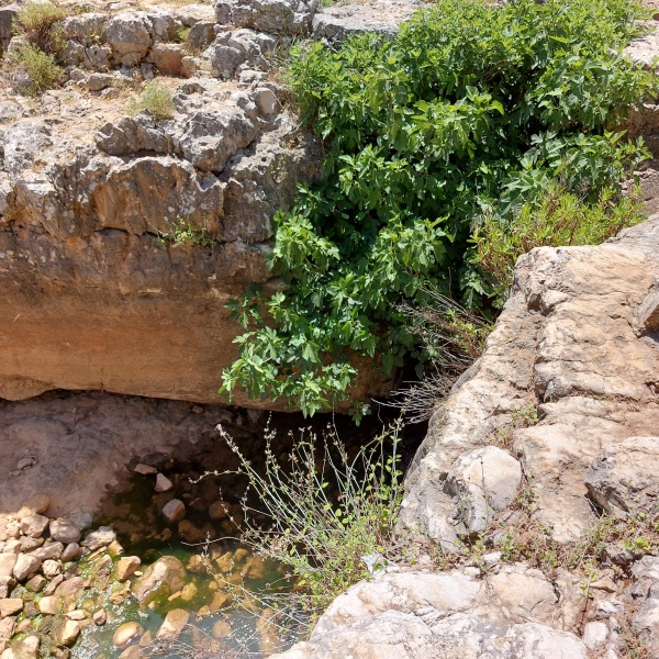 קובץ:2023-05-15T11 24 07.695249729688.jpg