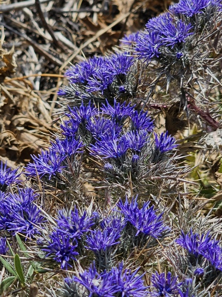 קובץ:2023-05-29T09 59 45.191652782929.jpg