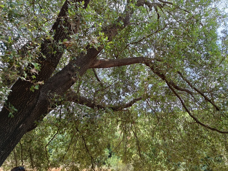 קובץ:2023-06-19T13 15 21.540951288337.jpg