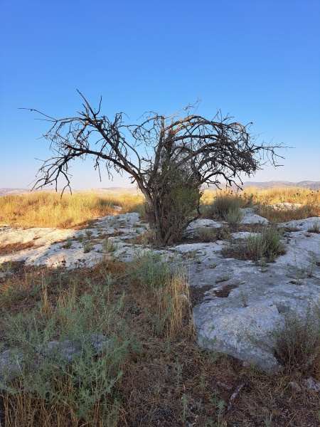 קובץ:2023-06-22T18 42 09.780992174771.jpg