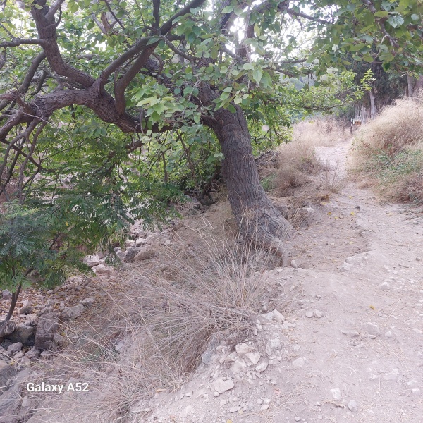 קובץ:2023-08-23T07 46 55.969166460605.jpg