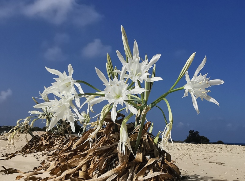 קובץ:2023-09-09T09 45 09.87990779155.jpg