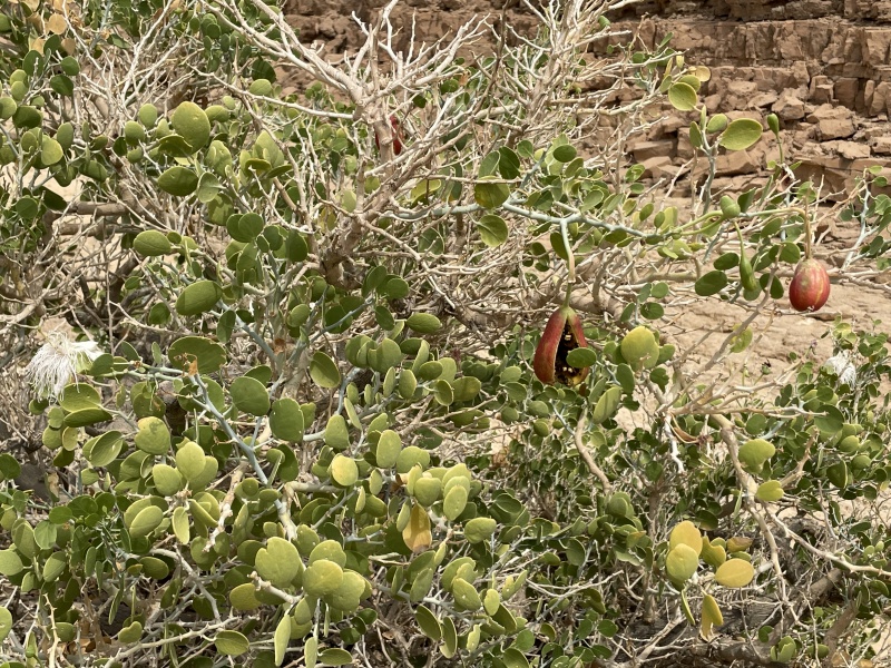 קובץ:2023-10-06T14 52 31.397813605003.jpg