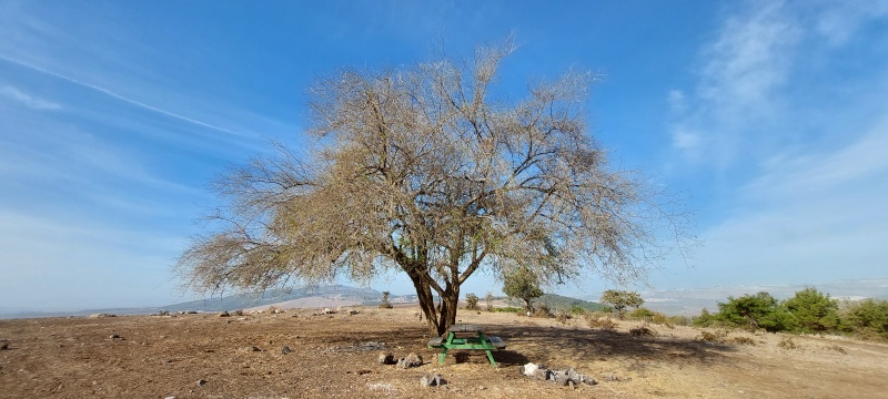 קובץ:2023-11-11T08 48 13.843593833245.jpg