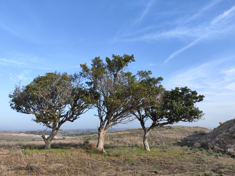 קובץ:2023-12-04T08 27 14.839616124502.jpg