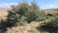 תמונה ממוזערת לגרסה מתאריך 12:42, 23 בינואר 2024