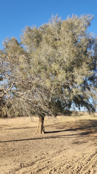 קובץ:2024-01-21T15 47 58.222430402793.jpg