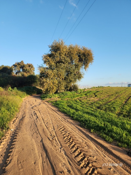 קובץ:2024-02-06T16 41 03.126824928982.jpg