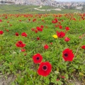 תמונה ממוזערת לגרסה מתאריך 11:21, 12 בפברואר 2024