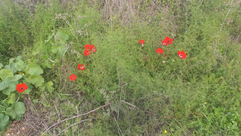 קובץ:2024-02-13T13 48 38.292490411660.jpg