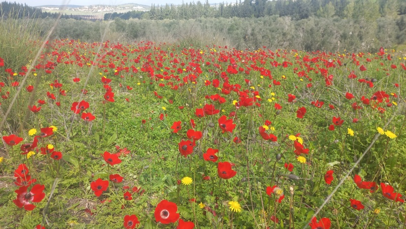 קובץ:2024-02-17T14 05 20.156982115783.jpg