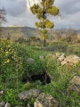 תמונה ממוזערת לגרסה מתאריך 18:26, 20 בפברואר 2024