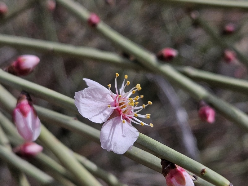 קובץ:2024-03-01T10 03 09.875890924631.jpg