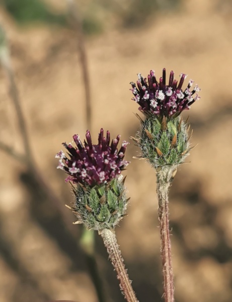 קובץ:2024-03-05T08 26 00.054287390313.jpg