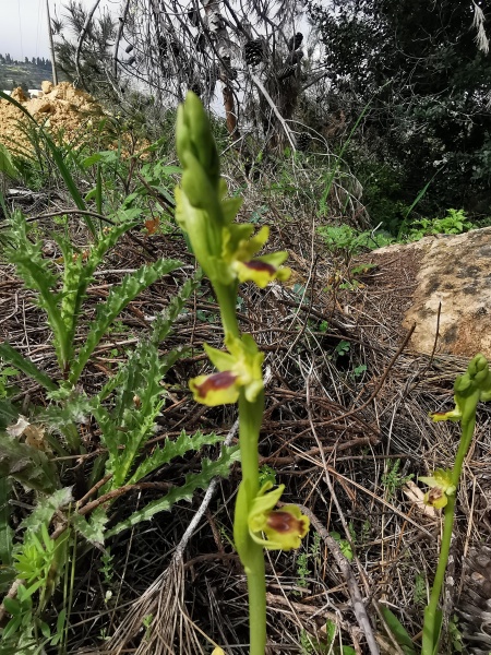 קובץ:2024-03-07T10 00 08.512070563500.jpg