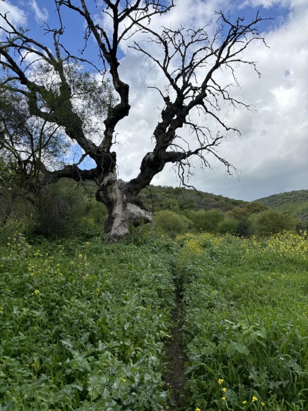 קובץ:2024-03-07T11 58 08.836942651431.jpg