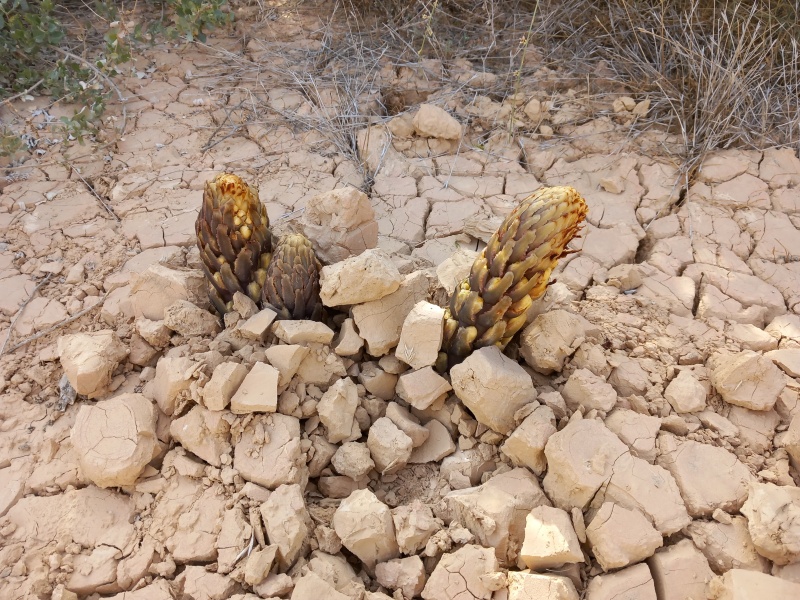 קובץ:2024-03-16T08 11 54.167385627050.jpg