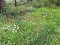 תמונה ממוזערת לגרסה מתאריך 09:06, 16 במרץ 2024