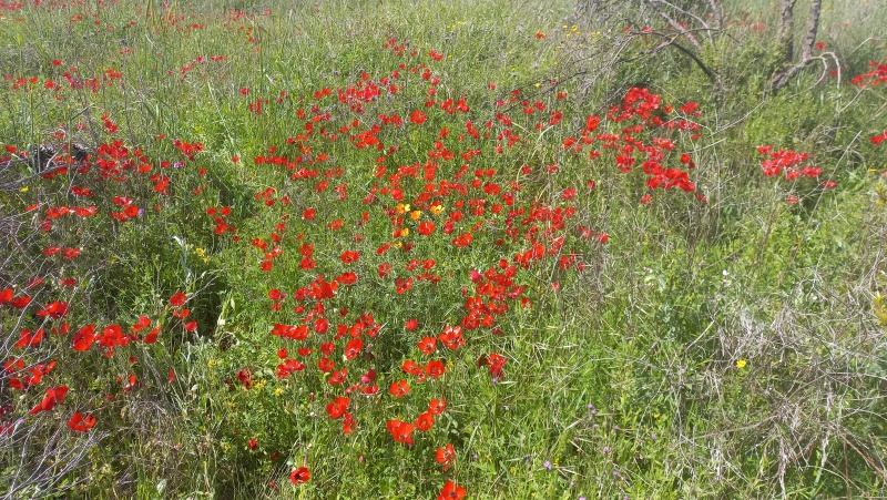 קובץ:2024-03-30T14 36 58.5752161114.jpg