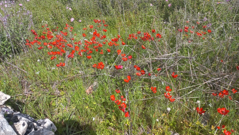 קובץ:2024-03-30T14 42 45.29530480158.jpg