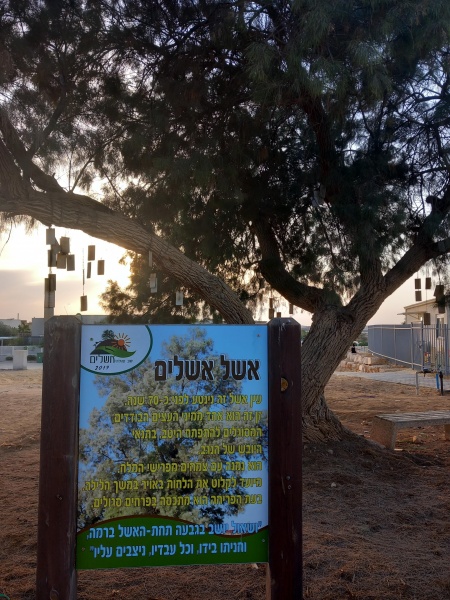 קובץ:2024-04-16T18 28 42.382593128924.jpg