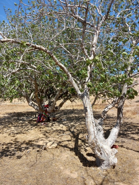 קובץ:2024-04-20T14 24 27.295289923436.jpg