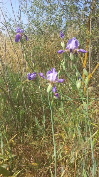 קובץ:2024-04-23T09 08 00.705662162160.jpg