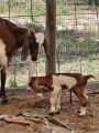 תמונה ממוזערת לגרסה מתאריך 06:47, 28 באפריל 2024