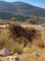 תמונה ממוזערת לגרסה מתאריך 06:47, 26 באוגוסט 2024