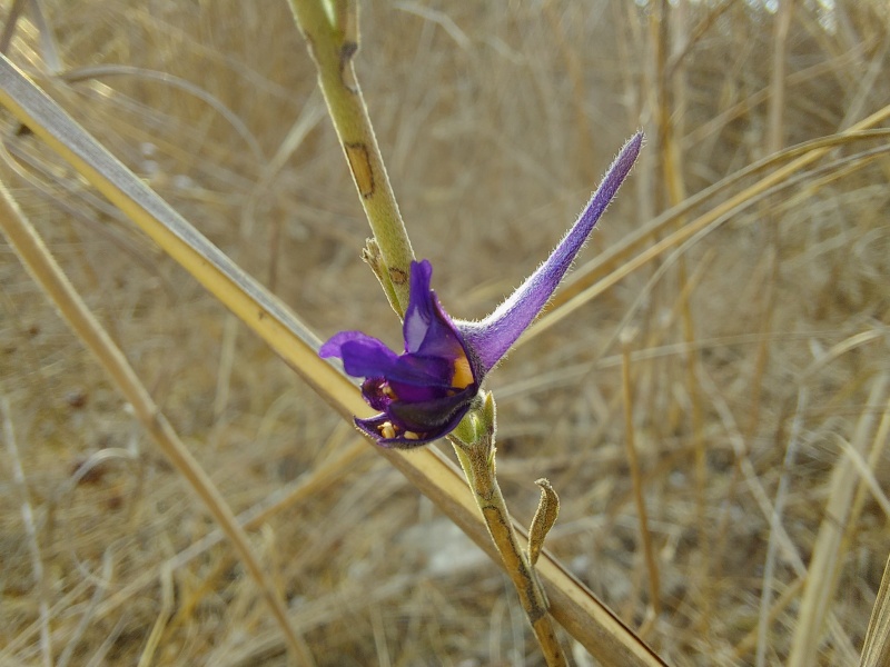 קובץ:2024-08-30T07 31 24.574141194544.jpg