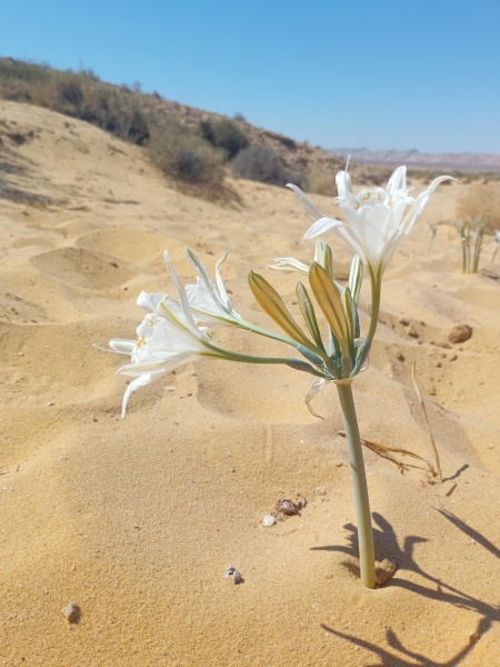 קובץ:2024-10-03T11 29 03.934518585234.jpg