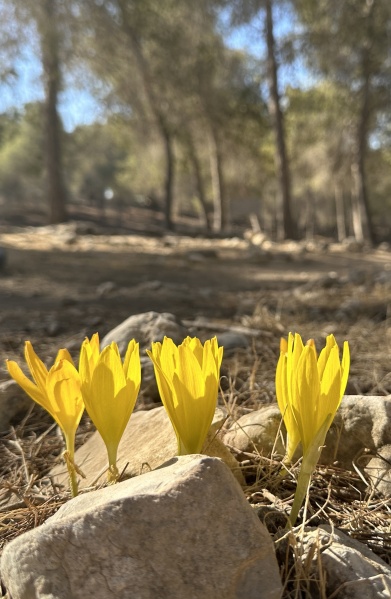 קובץ:2024-11-11T14 35 54.960927231598.jpg