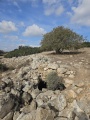 תמונה ממוזערת לגרסה מתאריך 07:29, 14 בנובמבר 2024