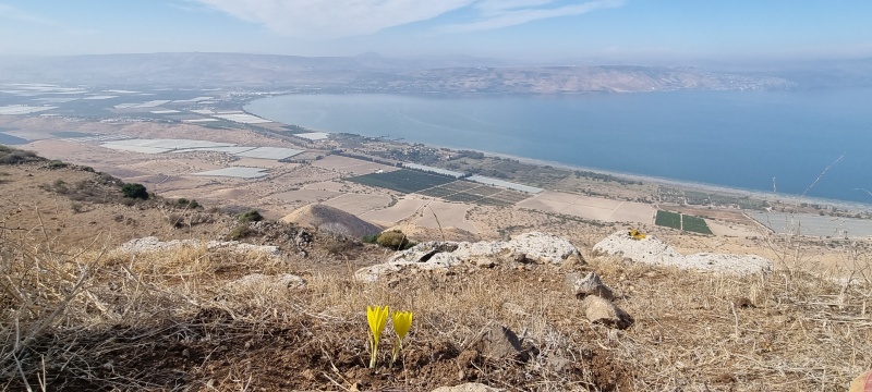 קובץ:2024-11-17T11 37 58.98407472118.jpg