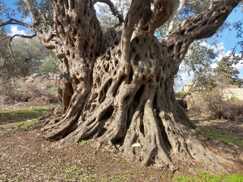 קובץ:2024-11-28T11 45 12.045042988992.jpg