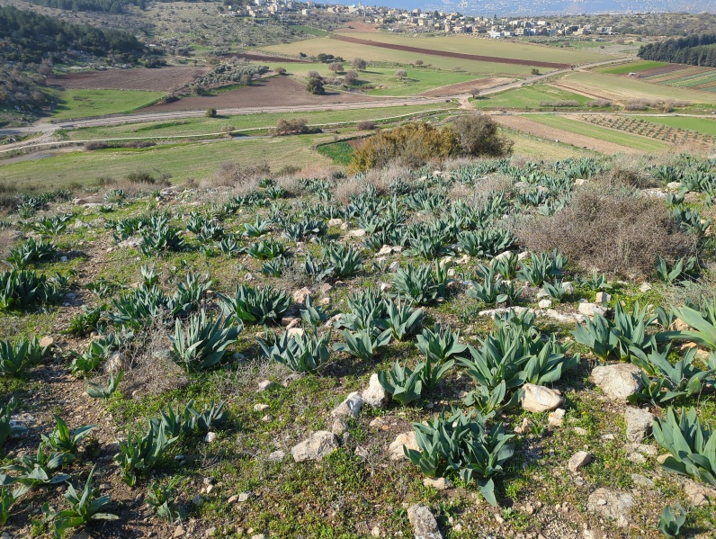 קובץ:2025-01-10T10 18 36.659305463699.jpg