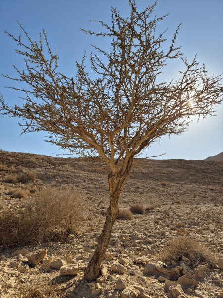 קובץ:2025-02-14T15 05 04.662110725422.jpg