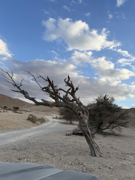 קובץ:2025-02-21T16 59 09.862311620887.jpg