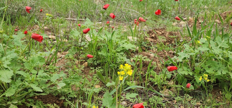 קובץ:2025-02-23T10 41 23.291504735985.jpg