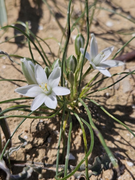 קובץ:2025-02-28T12 38 48.96807439035.jpg