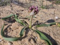 תמונה ממוזערת לגרסה מתאריך 13:22, 28 בפברואר 2025