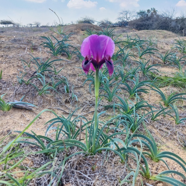 קובץ:2025-03-10T11 22 16.374565763159.jpg