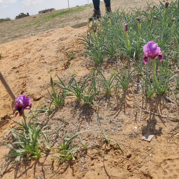 קובץ:2025-03-10T11 27 27.123388167148.jpg