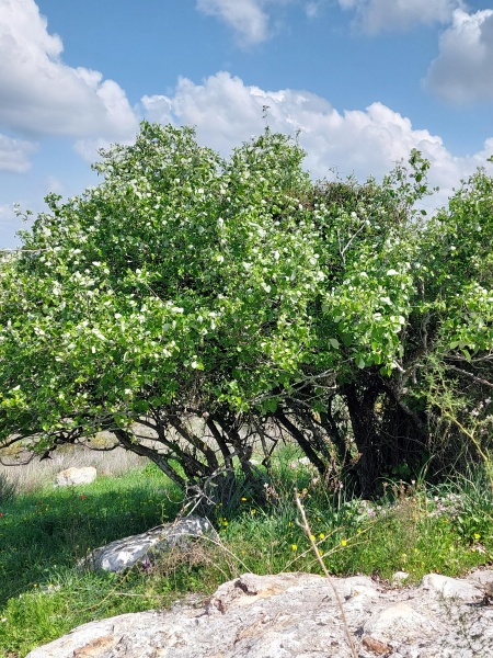 קובץ:2025-03-10T11 40 13.264572872711.jpg