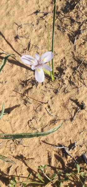 קובץ:2025-03-12T15 40 03.211220244202.jpg