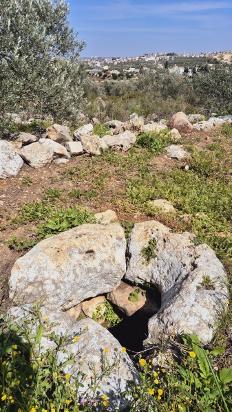 קובץ:2025-03-13T10 52 20.74098519368.jpg